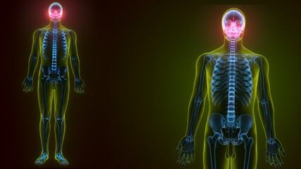 3d illustration of human skeleton skull maxilla bone anatomy © PIC4U