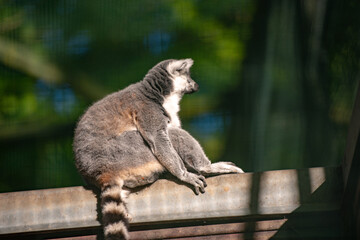 Two lemurs with tails up they go in front of each other