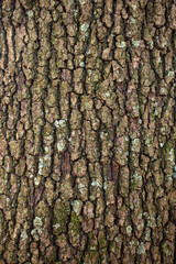 Holm oak bark