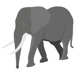 Fototapeta premium Elephant isometric illustration 
