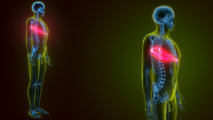 3d illustration of human skeleton anatomy rib cage