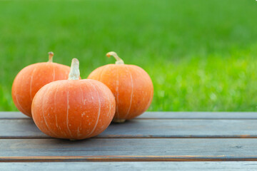 Pumpkin on a of green grass background. Orange autumn pumpkin in the sun. Autumn harvest, holidays...