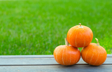 Pumpkin on a of green grass background. Orange autumn pumpkin in the sun. Autumn harvest, holidays...