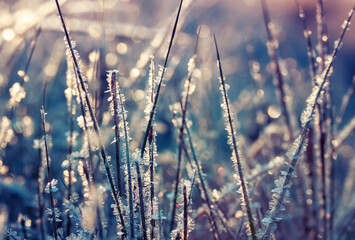 natural lilac background with grass covered with shiny ice crystals in the morning autumn Sunny garden