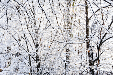 a winter park with trees that are covered with snow and a beautiful frosty day