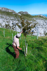 Native trees reforestation in Miera Valley, Valles Pasiegos, Cantabria, Spain, Europe