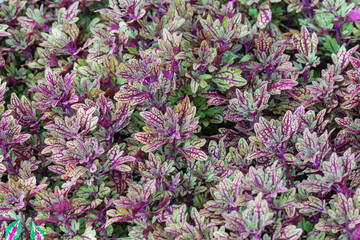Fototapeta premium Purple and green leaves of the coleus plant.(Plectranthus scutellarioides)