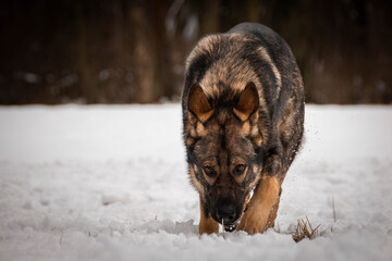 Photo of German shepherd in snow.  Photo from czech castle Konopiste. It was amazing experience. I love dogs on snow.