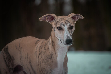 Photo of dog whippet in snow. It was amazing experience. I love dogs on snow