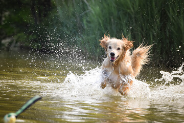 Fototapeta na wymiar yellow mix breed dog is jumping in the water. She is really good swimmer.