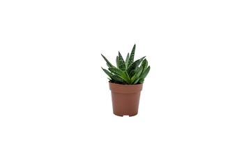 Little in pot on white background with clipping path.  