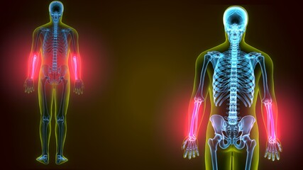 Obraz na płótnie Canvas 3d render of human skeleton ulna and fibula bone anatomy