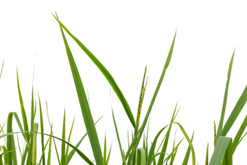 paddy rice with leaves isolated on a white background