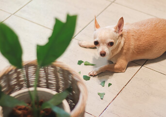 chihuahua dog feel guilty lying down on the floor with leaves of houseplant. Selective focus.