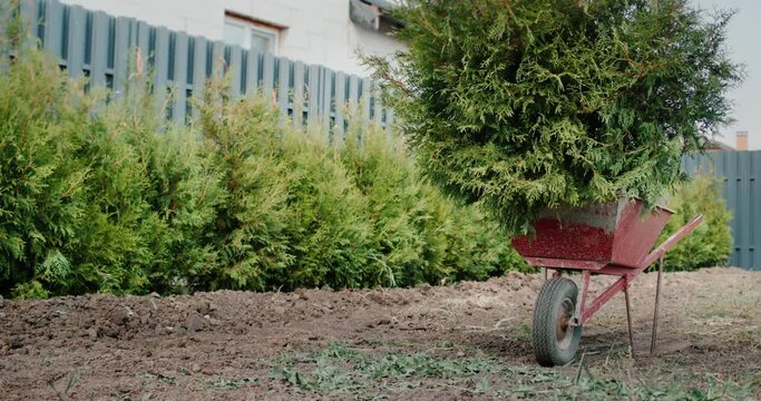 A trolley with tui saplings near the fence and hedge. Greening the territory