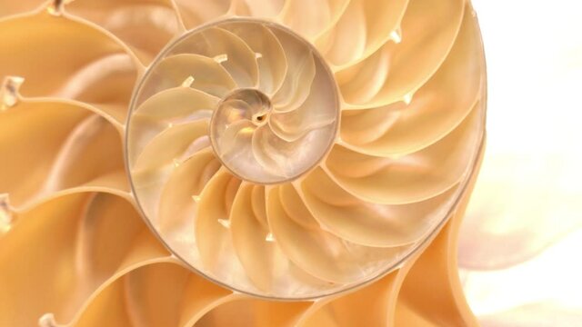 Detailed footage of a halved shell of a chambered nautilus (Nautilus pompilius) rotating around its axis