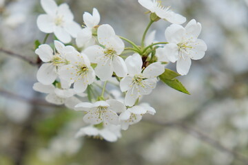 A branch of a blossoming cherry tree. Inflorescence of white cherry flowers in spring.