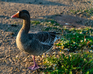 Domestic greylag goose resting on one leg by the pond.
