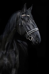 portrait of horse