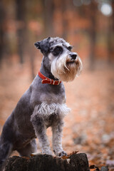 Portrait of Schnauzer who is standing on stump. She is waiting for other order. And she is so cute.