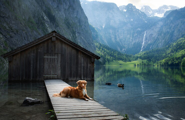 dog on a mountain lake near the boat station. Nova Scotia Duck Tolling Retriever in nature