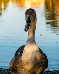 Close up of a swan duckling coming into adulthood, still carrying grey duck feathers.