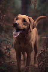 Labrador retriever dog outdoors in woodland environment with Autumn colours