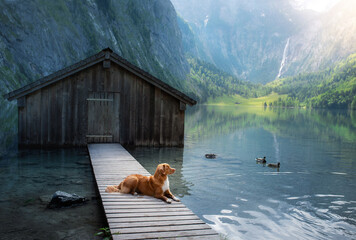 dog on a mountain lake near the boat station. Nova Scotia Duck Tolling Retriever in nature