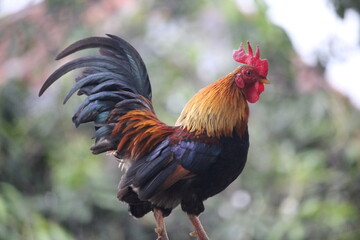 rooster crowing on the fence of the house