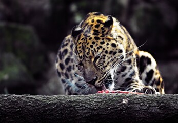 Fototapeta na wymiar Feeding leopard