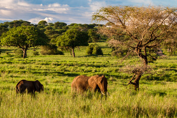 Fototapeta premium Elefantenfamilie im Abendlicht des Tarangire-Nationalparks im Norden Tansanias