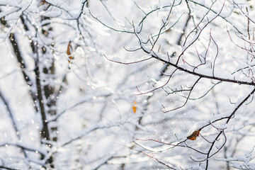A close-up of a branch on which the snow on the background of the park and falling snow