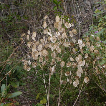 Lunaria Annua Honesty Dried Seed Pods