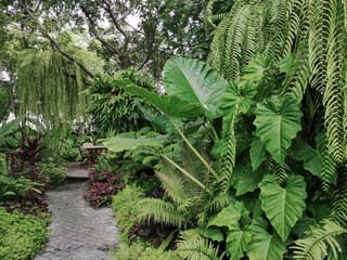 Philodendron leaves plant in a garden.green color background.