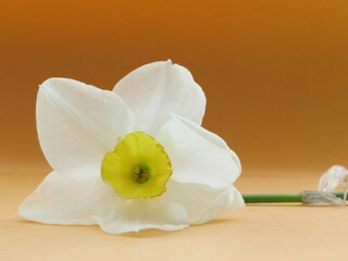 yellow and white narcissus on orange background