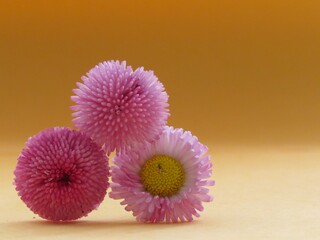 pink daisy at the orange background