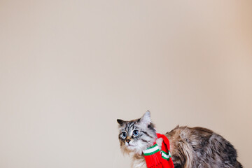 pedigree cat with a red scarf on the neck sitting on the background of the wall