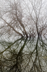 trees and reflection