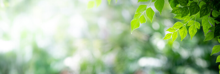 Concept nature view of green leaf on blurred greenery background in garden and sunlight with copy space using as background natural green plants landscape, ecology, fresh wallpaper concept.