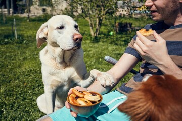 Dog begging at eat