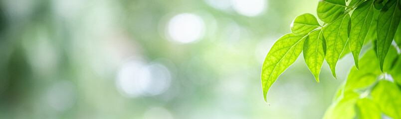 Concept nature view of green leaf on blurred greenery background in garden and sunlight with copy...