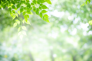 Concept nature view of green leaf on blurred greenery background in garden and sunlight with copy space using as background natural green plants landscape, ecology, fresh wallpaper concept.
