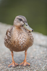 female duck, Anas platyrhynchos, living in a park, in autumn