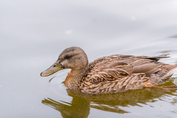 female duck, Anas platyrhynchos, living in a park, in autumn