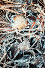 vertical natural background with grass and fallen leaves covered with shiny ice crystals in the morning autumn Sunny garden
