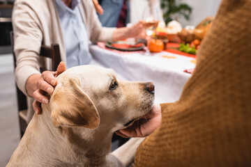 partial view of senior couple stroking golden retriever during thanksgiving dinner