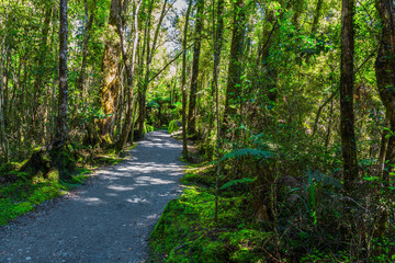 Walking path in the forest