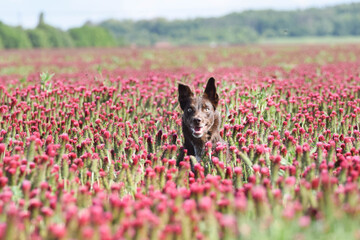 Adult border collie is in crimson clover. He has so funny face.