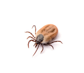 health danger disease carrier ticks