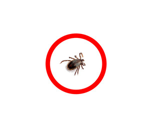 health danger - disease-carrier ticks